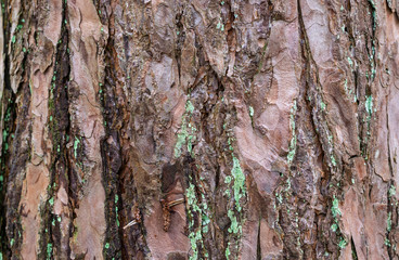 Forests,parks and texture concept-close-up of bark on a tree in a damp forest in the north.