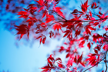 Japanese maple tree in autumn