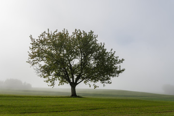 Baum steht auf Feld im Nebel im Herbst