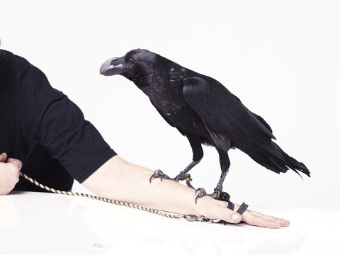 Black crow