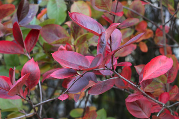 Red autumn leaves