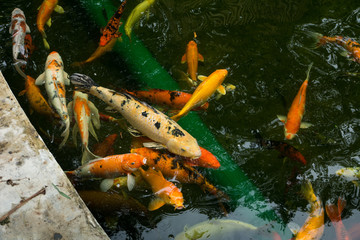 Group of Japan Koi Carp in Koi Pond, Colorful fancy carp fish, koi fish