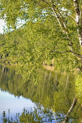 birches by the pond