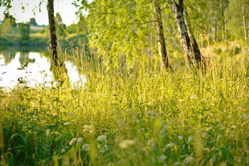 meadow by the lake