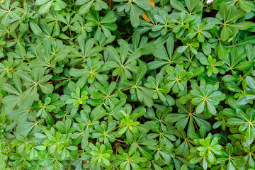 Obraz premium Beautiful green plants in flowerbed, top view