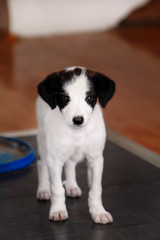 Portrait of little puppy female dog is posing for photo shoot, close up. Small mixed breed, adorable puppies and half breed dogs. Lovely dog, cute doggy, pretty, pet, domestic animal, home with pets.