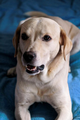 Dog is resting at home. Photo of yellow labrador retriever dog posing and resting on bed for photo shoot. Portrait of cute labrador, enjoying and resting on a blue bed, poses in front of the camera.