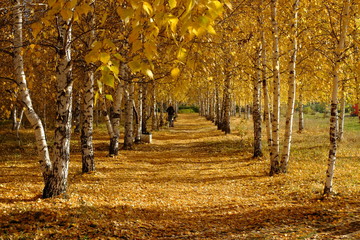 Naklejka premium Осенний парк