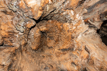 Roots of an old tree