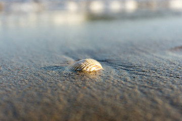 muschelstrand