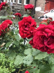 bouquet of red roses