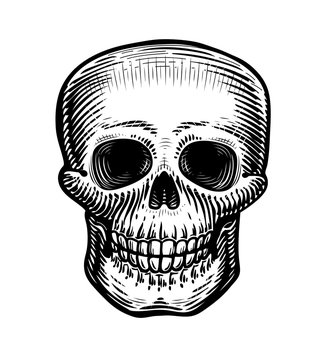 Human skull, sketch. Hand-drawn skeleton, zombie or dead. Vintage vector illustration