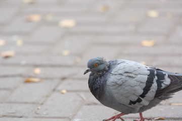 Beautiful pigeon in the city on the road