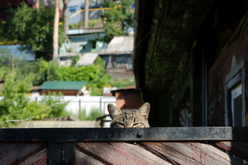 Кошка на заборе - obrazy, fototapety, plakaty