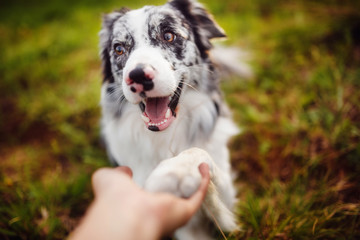 border collie gives paw