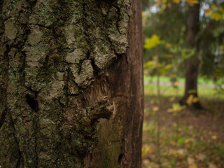 Tree autum nday in the russian park