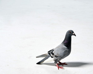 pigeon on a background