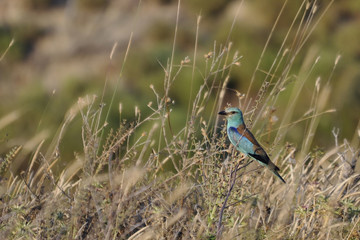 European roller Coracias garrulus, Greece 