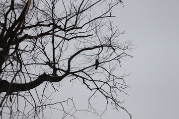 птица, дерево