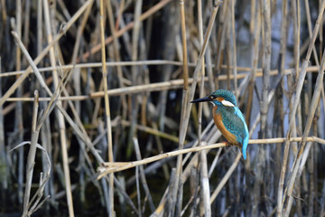 A Kinfisher - Alcedo atthis wintering at Agia Lake, Chania, Crete