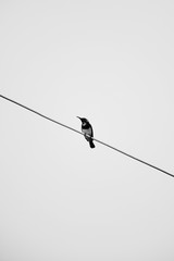 A bird on the wires with clear sky background