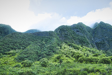 The lush landscape of Maui, Hawaii (USA)