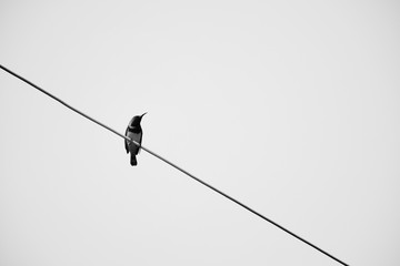 A bird on the wires with clear sky background