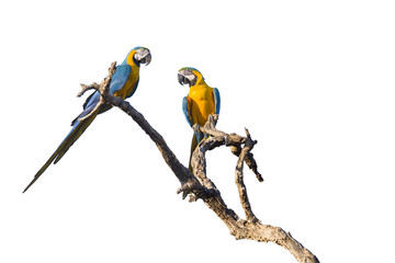 Blue and yellow macaws isolated on white