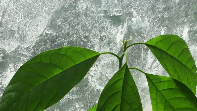 Young sprout of avocado in a flower pot against ice flowers on the window glass in the sun, background