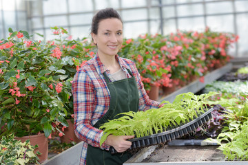 Woman in garden center holding tray of plants