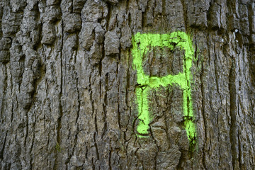 Fototapeta premium Markierung an einem Baumstamm, Nahaufnahme