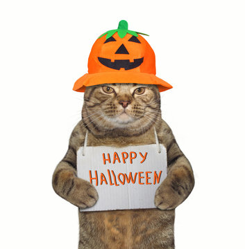 The cat in a pumpkin hat with a sign around his neck " Happy Halloween ". White background.