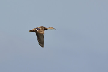 A female Mallard - Anas platyrhynchos, Crete 