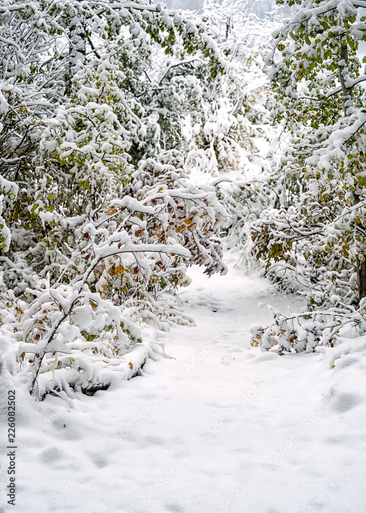 Canvas Prints snow falling on tree boughs along a forest path.