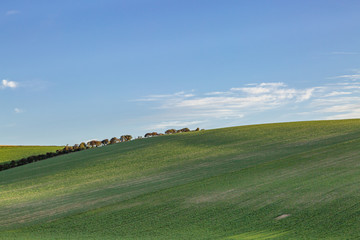 Trees on the horizon of a hill in Sussex on a sunny morning