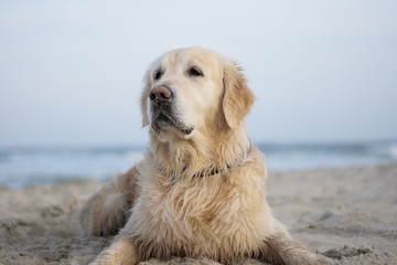 portrait of a beautiful golden retriever, labrador on the background of the sea. Buckingham royal...