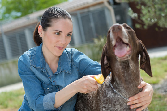 female vet stroking dog at animal shelter