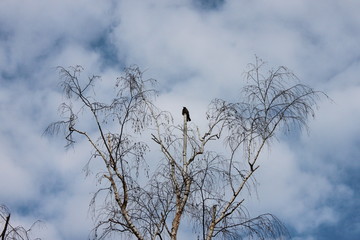 птица, дерево
