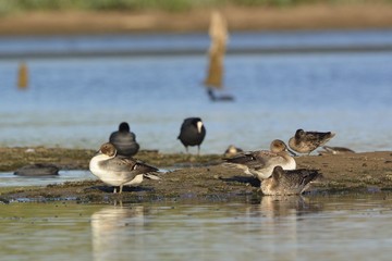 Pintail or Northern Pintail (Anas acuta), Crete	