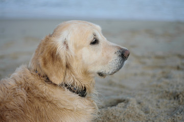 golden retriever, Labrador in profile against the background of the sea. beautiful dog on the waterfront