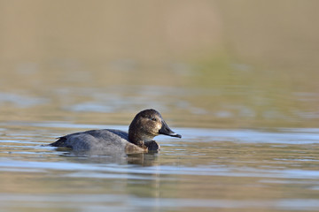 Common Pochard - Aythya ferina, Crete