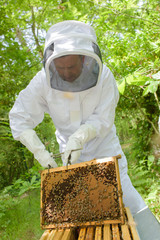 Beekeeper holding frame from hive