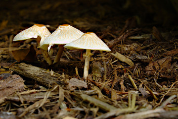 Trio of Three Small Pink White Mushrooms Poking Up Through Brown Leaves and Sticks on Forest Floor