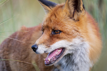 Close up of the face of a staring European red fox (Vulpes vulpes)