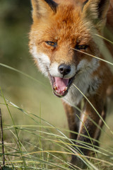 Close up of the face of a staring European red fox (Vulpes vulpes)