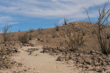 Hiking Trail Lined with Ocotillo Plants in the California Desert