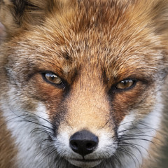Close up of the face of a staring European red fox (Vulpes vulpes)