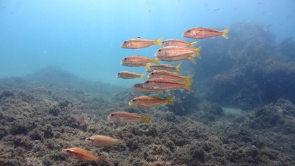 Small Red Mullet