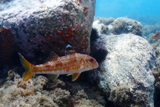 Red Mullet