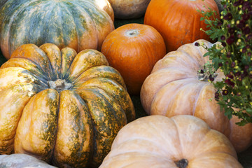 Different varieties of squashes and pumpkins.